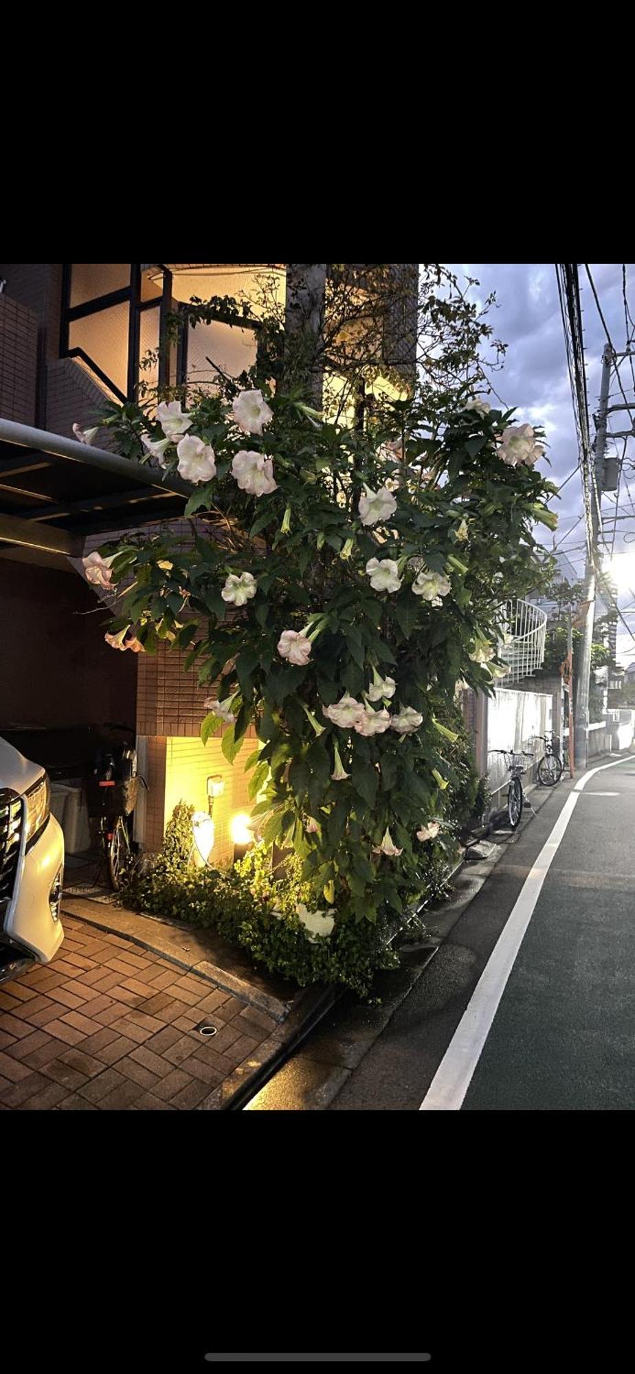 新宿安靜の家-A Quiet Home In Shinjuku - A 26 Square Meter Double Bed Room That Feels Like Home Tokió Kültér fotó