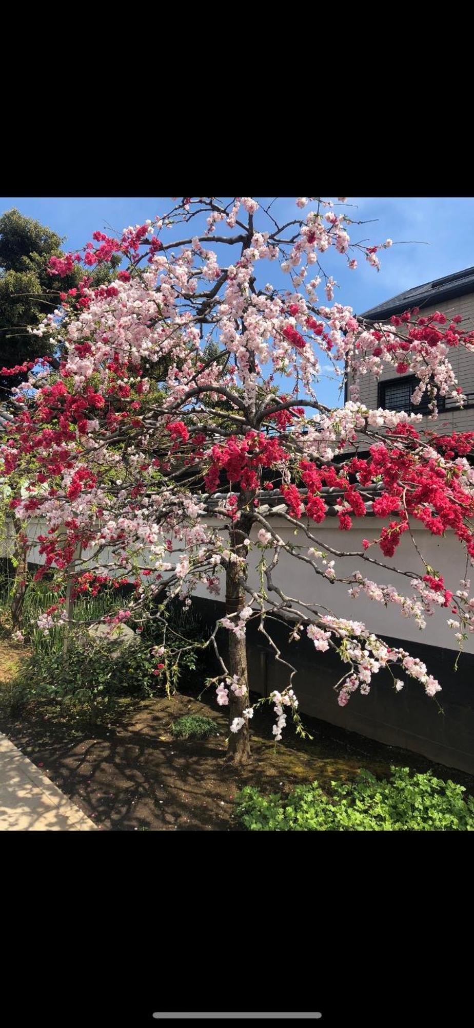 新宿安靜の家-A Quiet Home In Shinjuku - A 26 Square Meter Double Bed Room That Feels Like Home Tokió Kültér fotó
